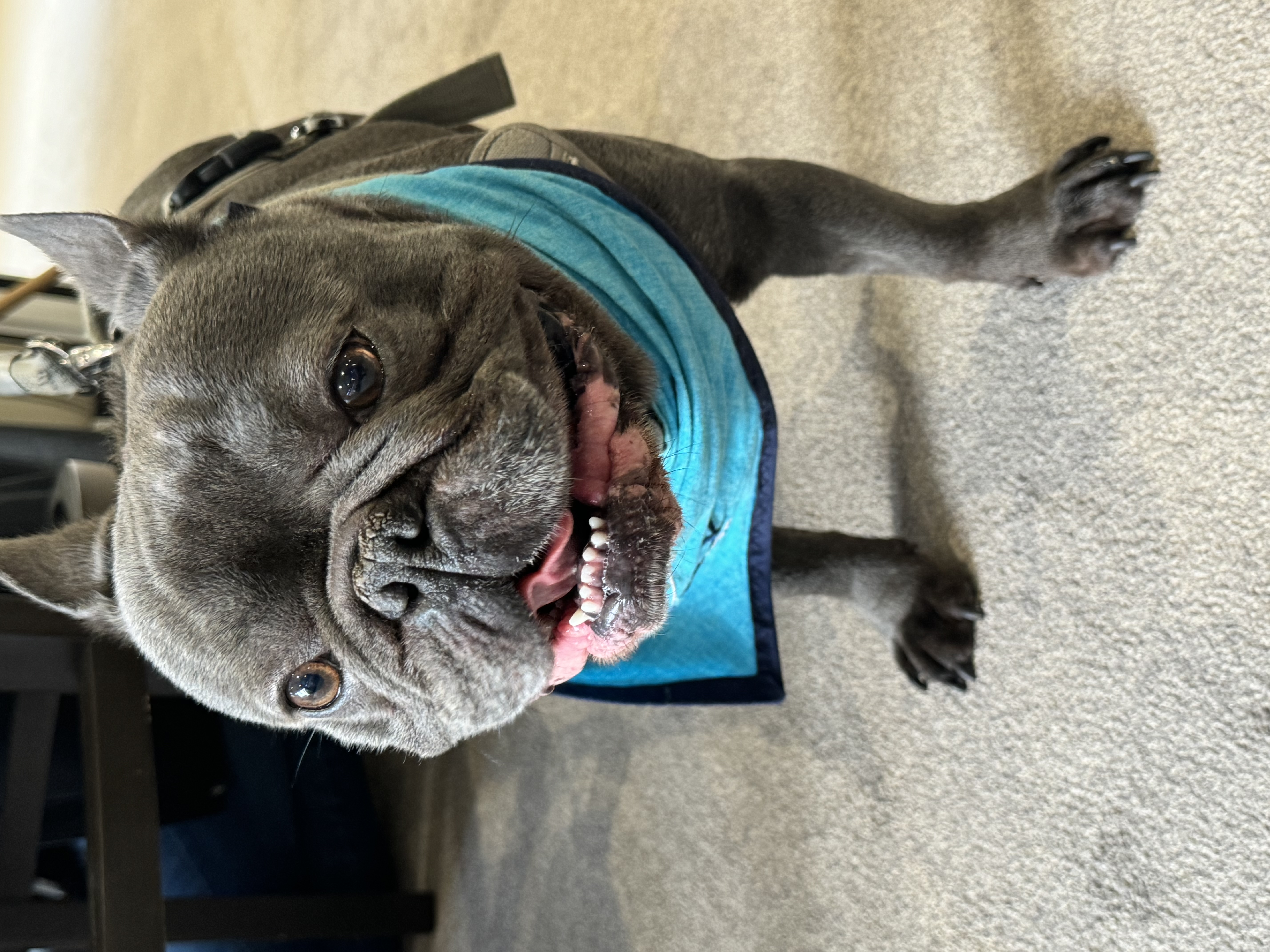 Ralph the Therapy Dog Brings Joy to Brook Lodge Residents