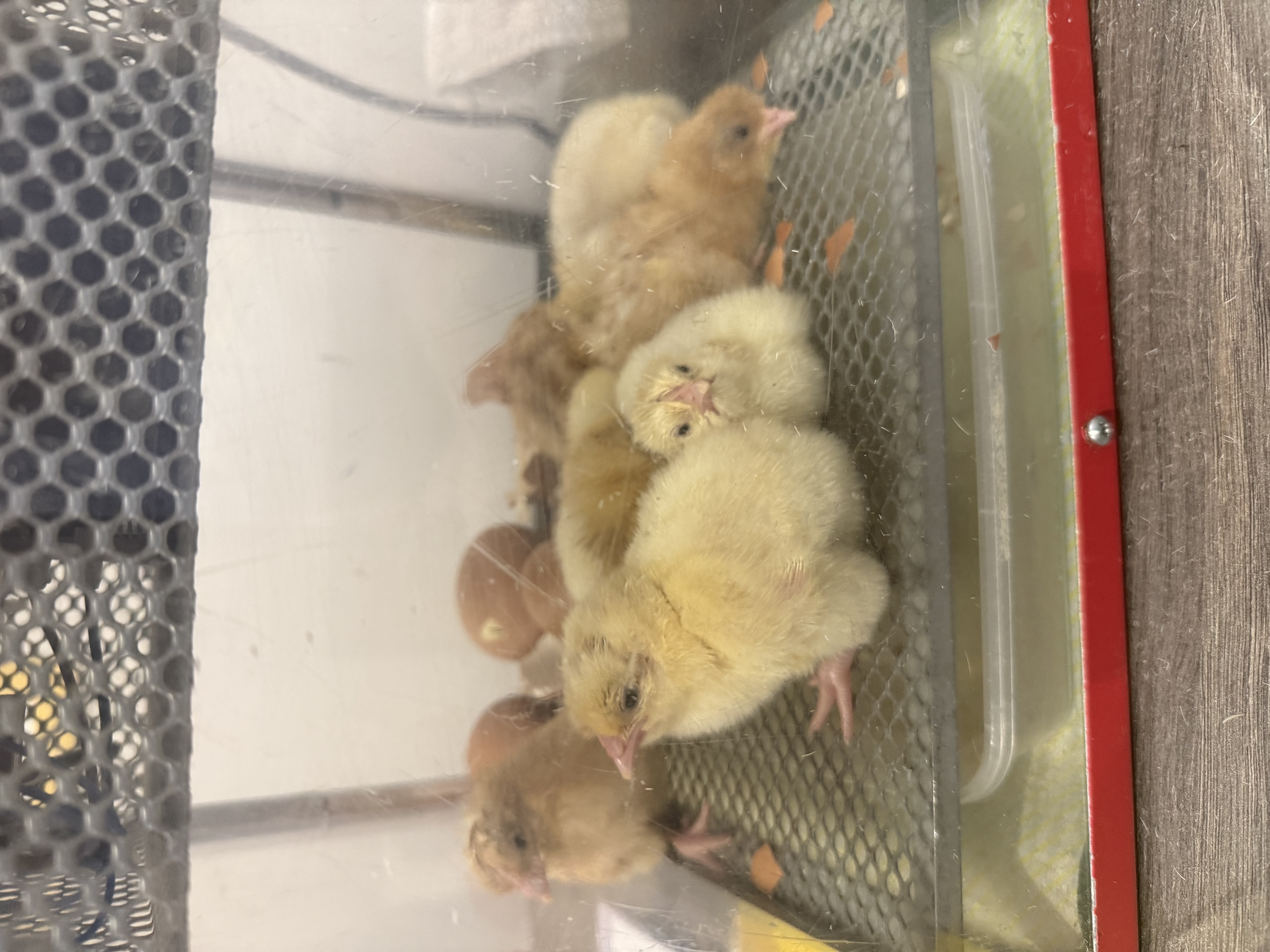 Joy Hatches at Old Norse Lodge with Baby Chicks