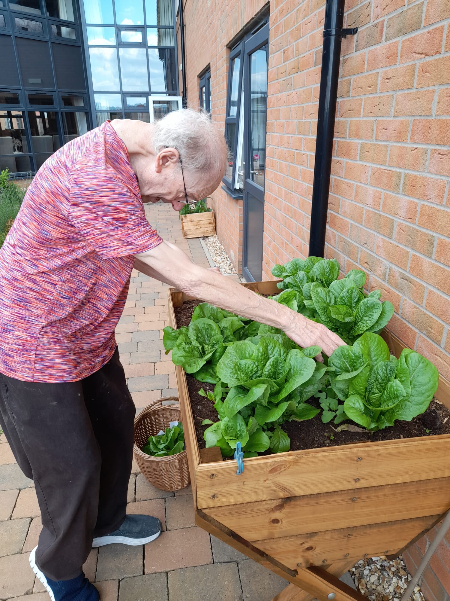 Old Norse Lodge Residents Reap Harvest