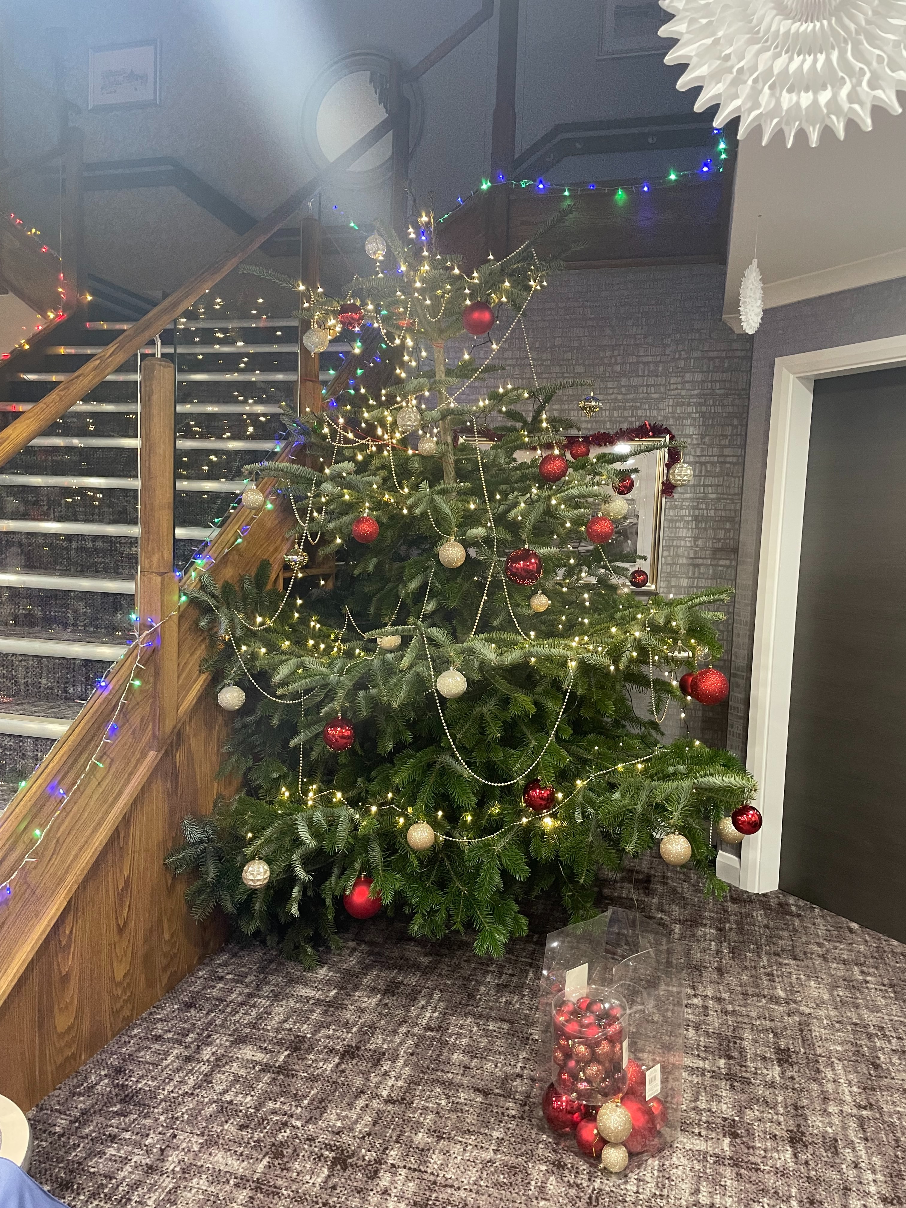 Pear Tree House Welcomes First Real Christmas Tree