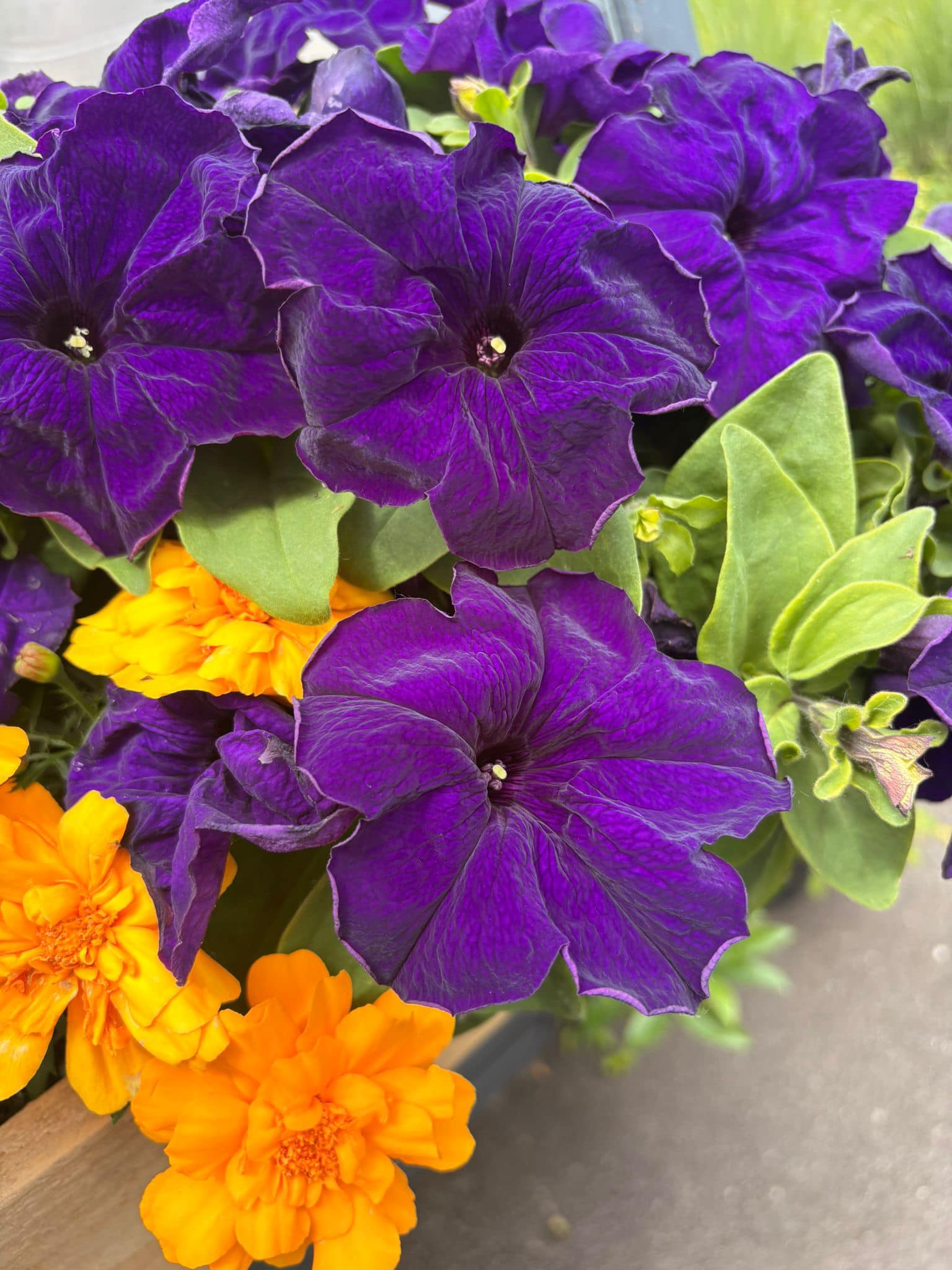 Waterhouse Manor's Garden Oasis Brings Joy and Connection