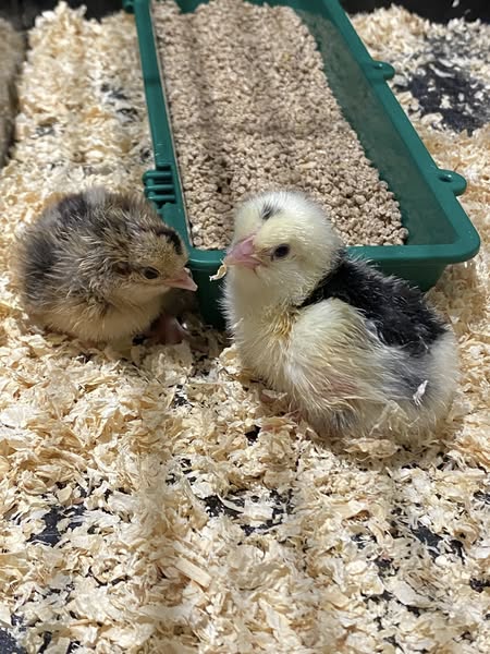Heatherton House Celebrates Joyful Chick-Hatching Adventure