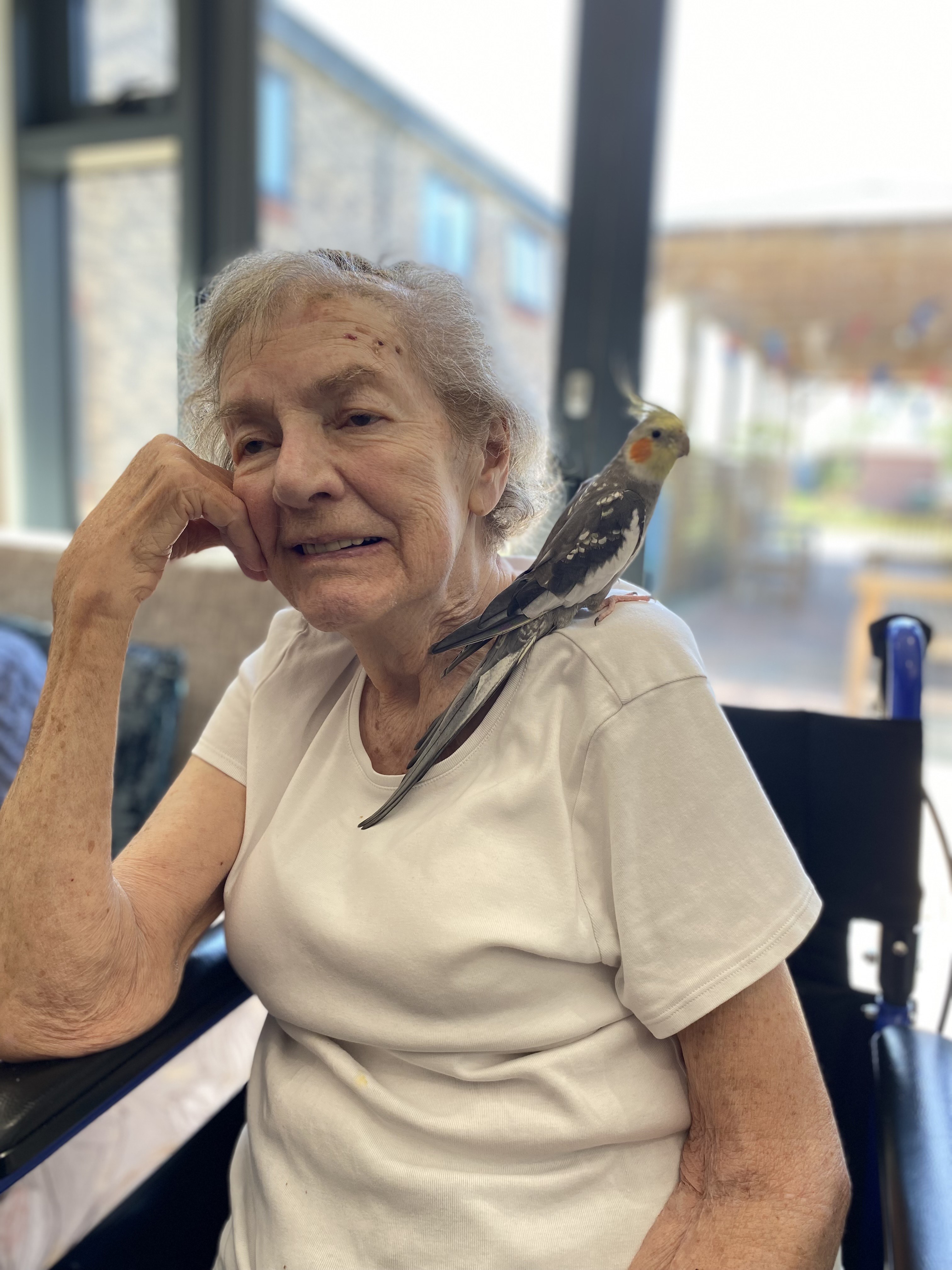 Safari Adventure Brings Joy to Meadow Croft Residents